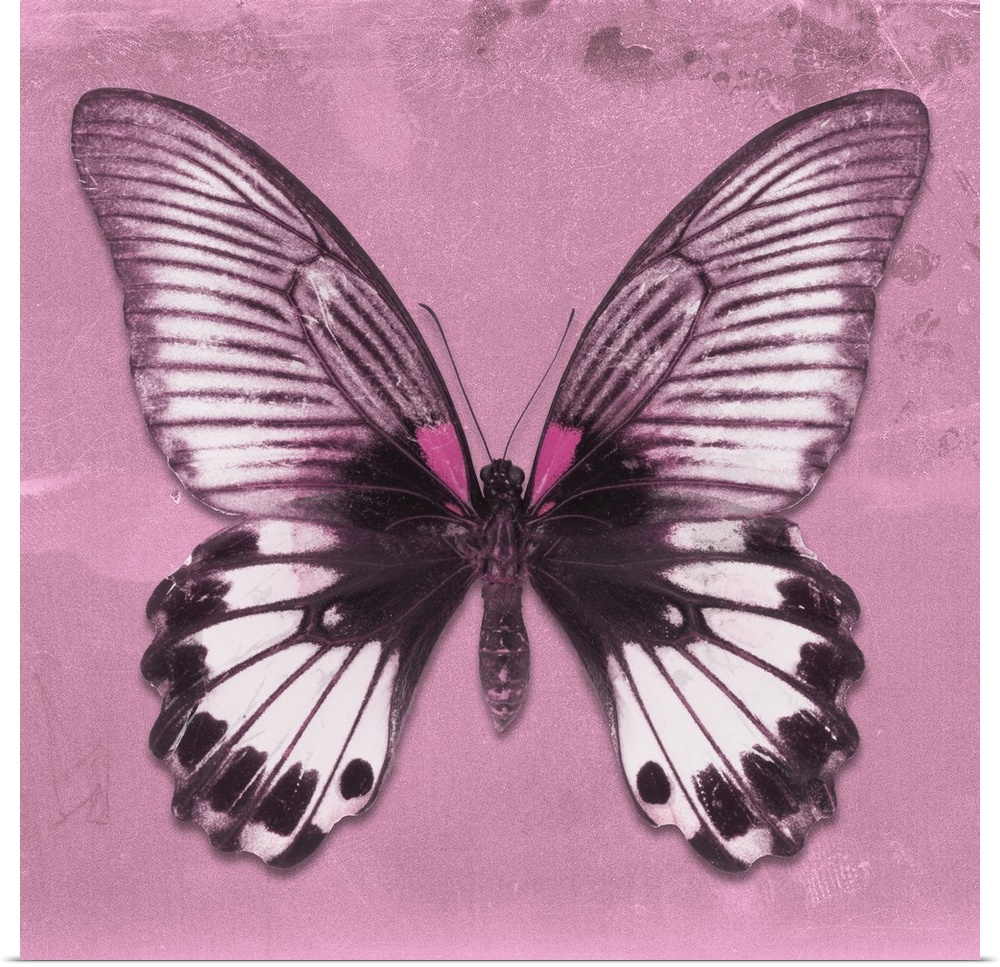 Square photograph of a butterfly on a pink sparkly background.