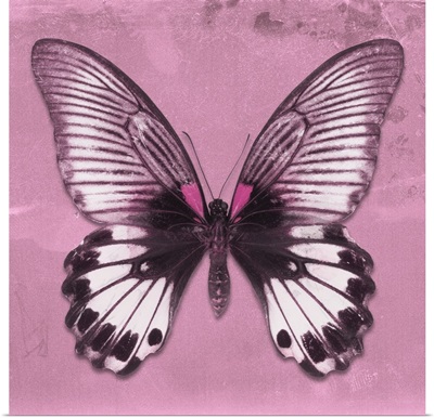 Miss Butterfly Agenor Sq - Pale Violet
