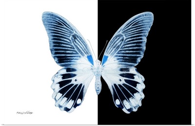 Miss Butterfly Agenor - X-Ray B