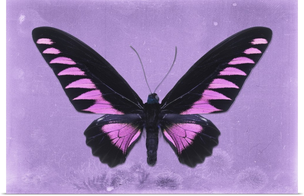 Photograph of a butterfly on a purple sparkly background.