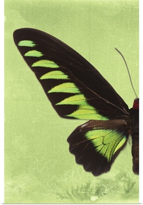 Miss Butterfly Brookiana Profil - Lime Green