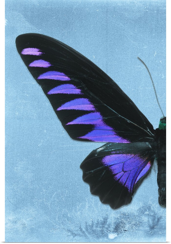 Half of a butterfly on a blue sparkly background.
