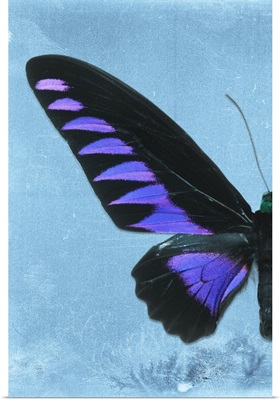 Miss Butterfly Brookiana Profil - Skyblue