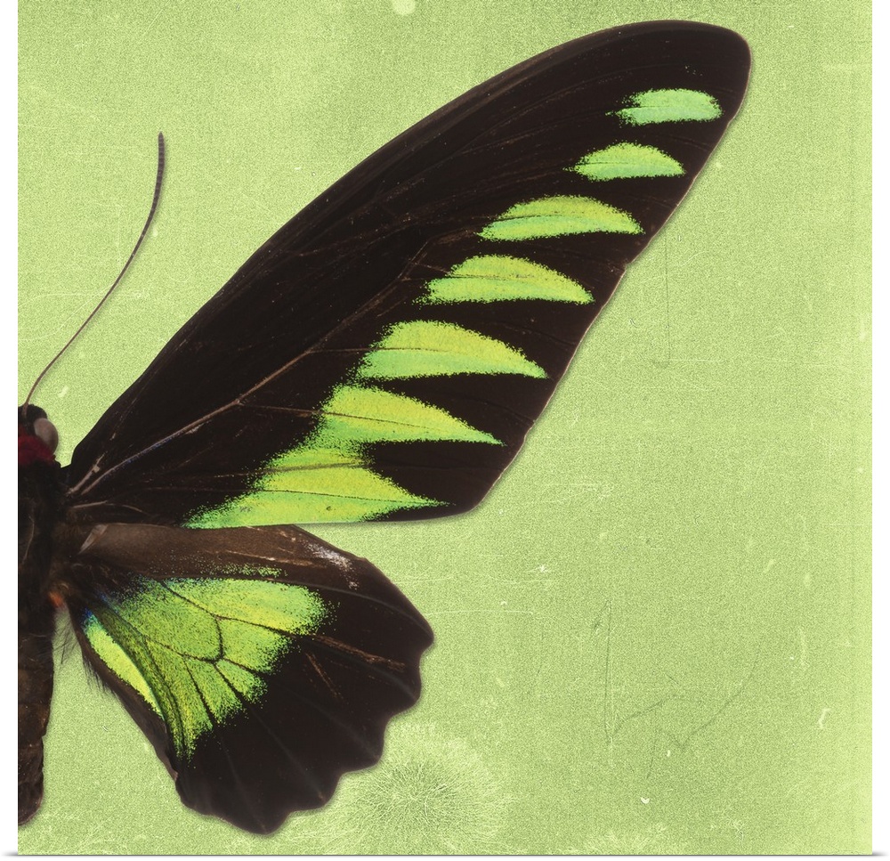 Square photograph with half of a butterfly on a green sparkly background.