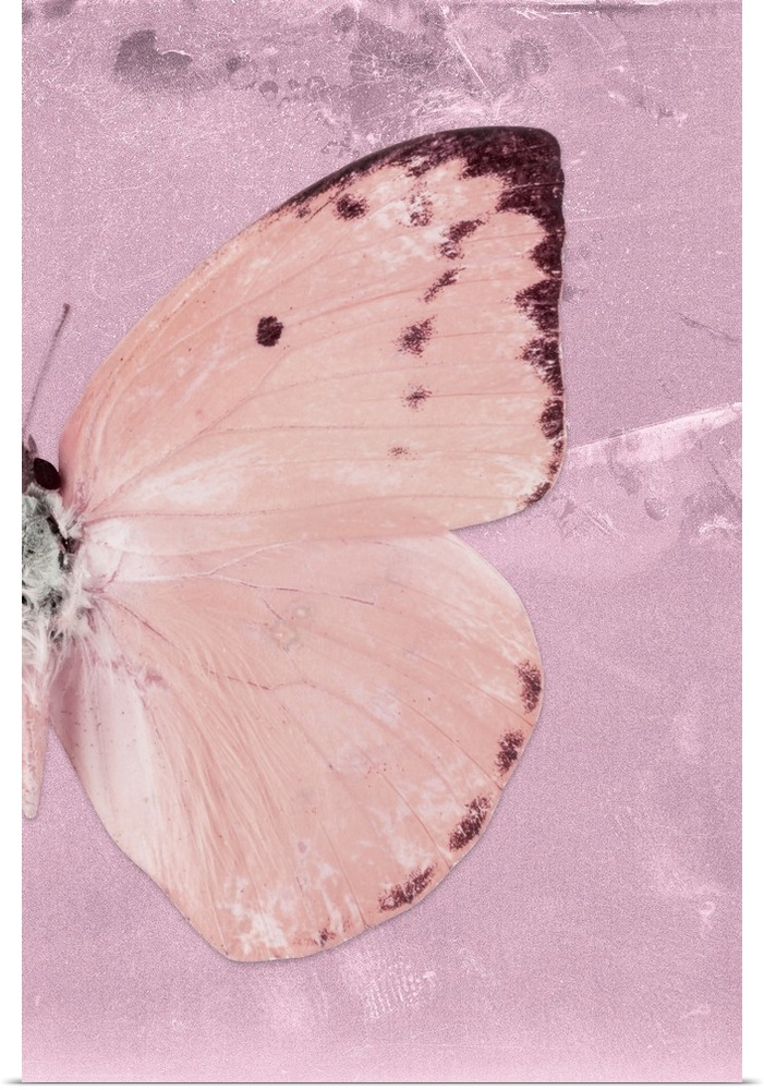 Half of a butterfly on a pink sparkly background.