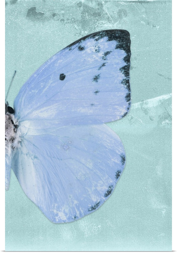 Half of a butterfly on a blue sparkly background.