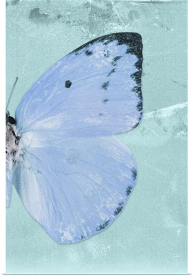 Miss Butterfly Catopsilia Profil - Turquoise