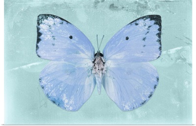 Miss Butterfly Catopsilia - Turquoise