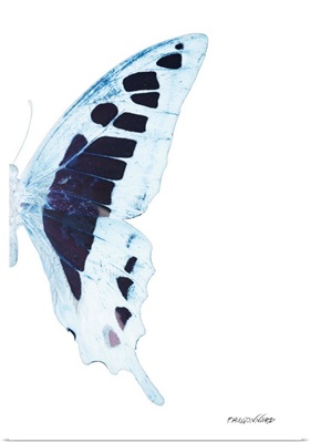 Miss Butterfly Cloanthus - X-Ray Right White Edition