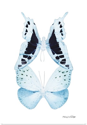 Miss Butterfly Duo Cloanthaea Ii - X-Ray White Edition