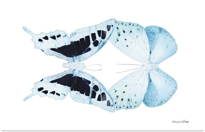 Miss Butterfly Duo Cloanthaea - X-Ray White Edition
