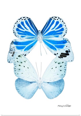 Miss Butterfly Duo Salateuploea Ii - X-Ray White Edition