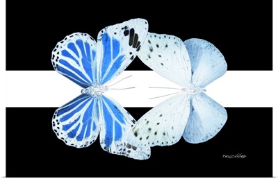 Miss Butterfly Duo Salateuploea - X-Ray B