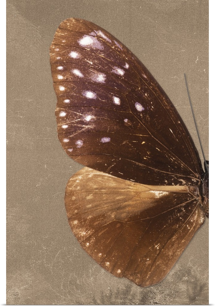 Half of a butterfly on a brown sparkly background.