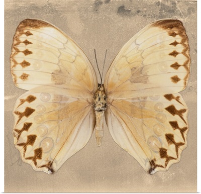 Miss Butterfly Formosana Sq - Dark Beige