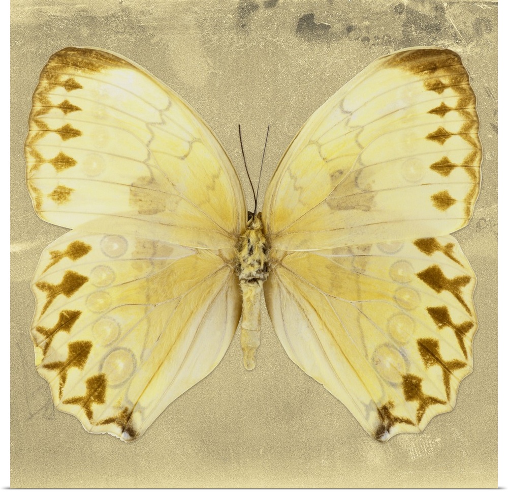 Square photograph of a butterfly on a gold sparkly background.