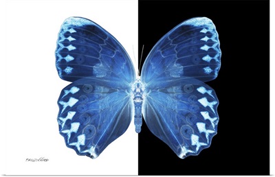 Miss Butterfly Formosana - X-Ray B