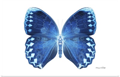 Miss Butterfly Formosana - X-Ray White Edition