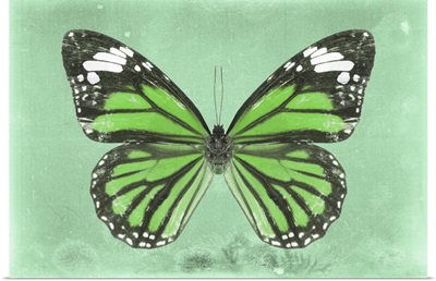 Miss Butterfly Genutia - Green