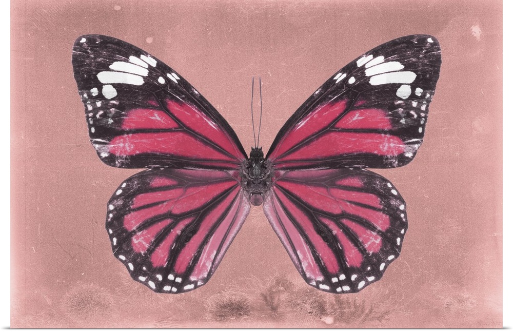 Photograph of a butterfly on a pink sparkly background.