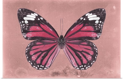 Miss Butterfly Genutia - Hot Pink