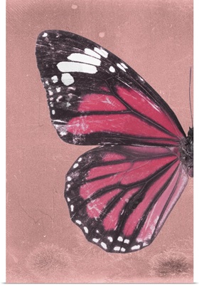 Miss Butterfly Genutia Profil - Hot Pink