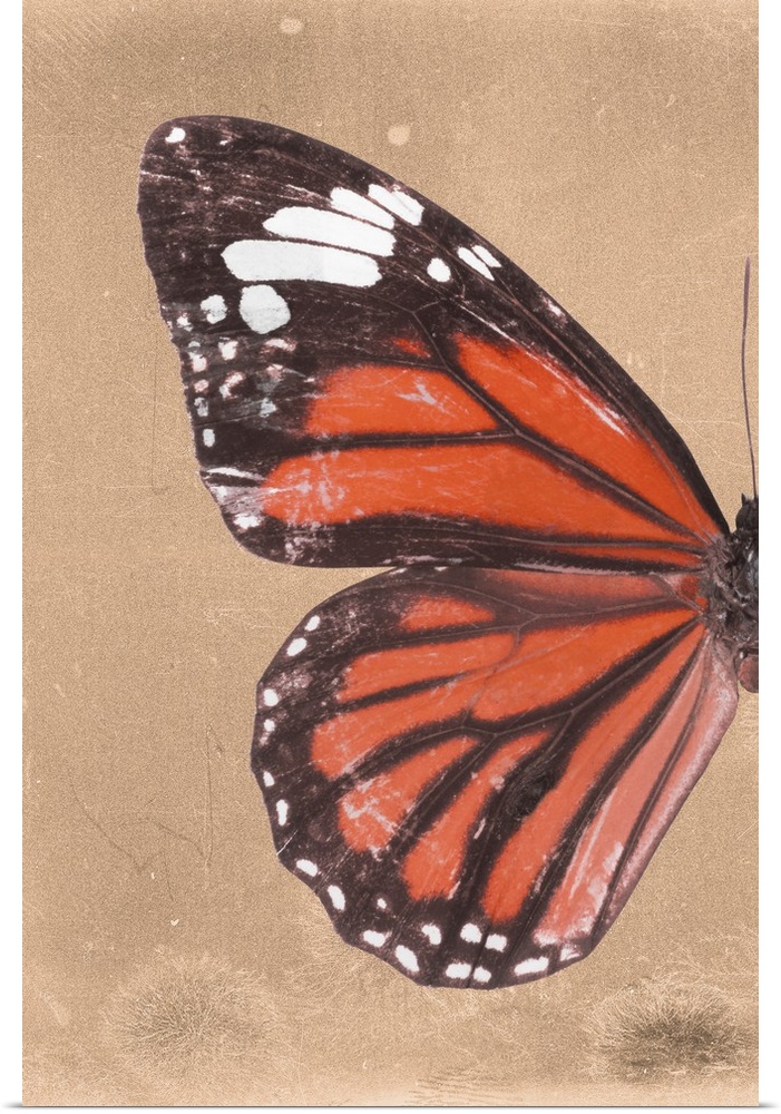 Half of a butterfly on an orange sparkly background.