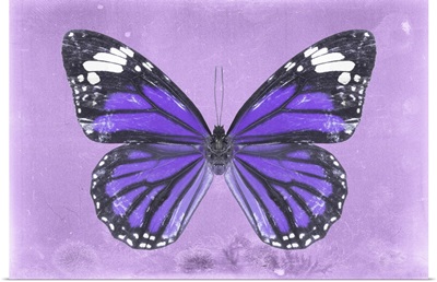 Miss Butterfly Genutia - Purple