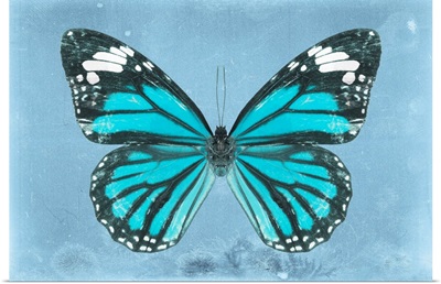 Miss Butterfly Genutia - Turquoise