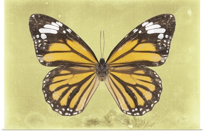 Miss Butterfly Genutia - Yellow
