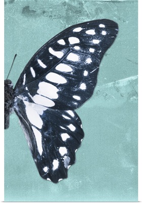 Miss Butterfly Graphium Profil - Turquoise