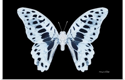Miss Butterfly Graphium - X-Ray Black Edition