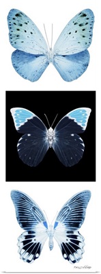 Miss Butterfly X-Ray Pano