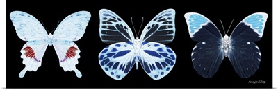 Miss Butterfly X-Ray Panoramic Black Ii