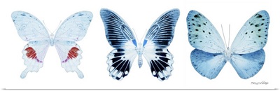 Miss Butterfly X-Ray Panoramic White