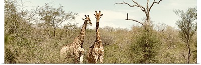 Pair of Giraffes II