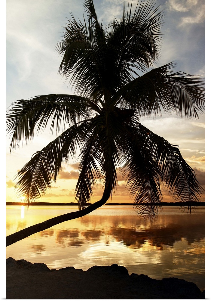 A silhouetted palm tree stretching out over the ocean at dusk.