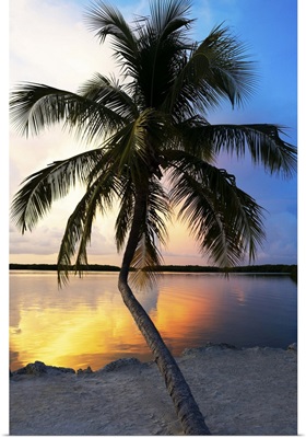 Palm Tree at Sunset, Florida