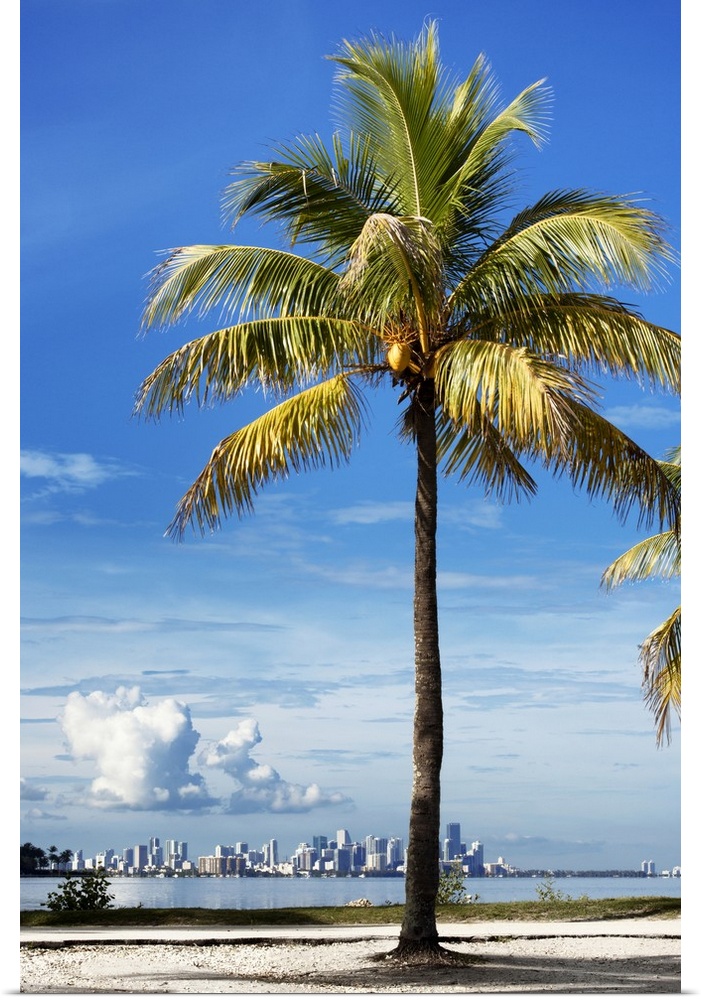 A palm tree on the coast with the city of Miami in the distance.