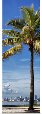 Palm Tree overlooking Downtown Miami, Florida