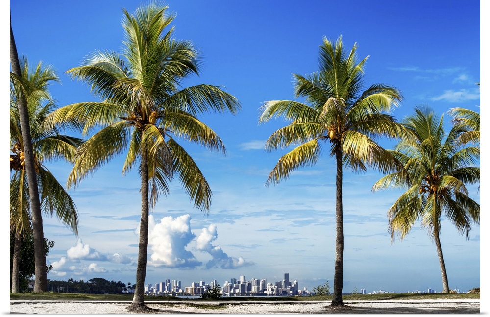 Several palm trees on the coast with the city of Miami in the distance.