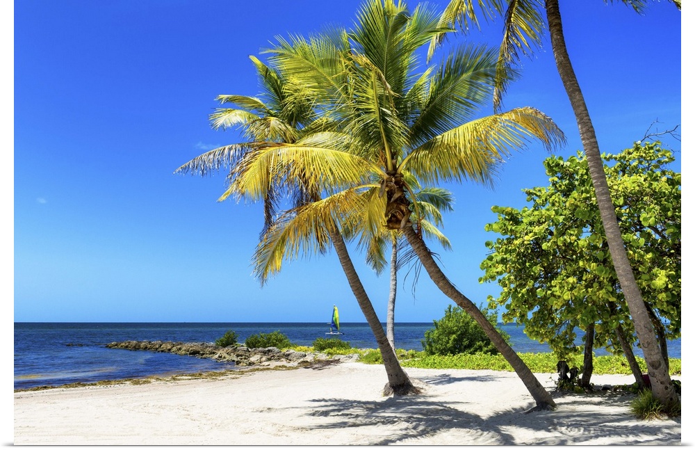 Leafy palm trees over a sandy beach on a clear day, Florida.