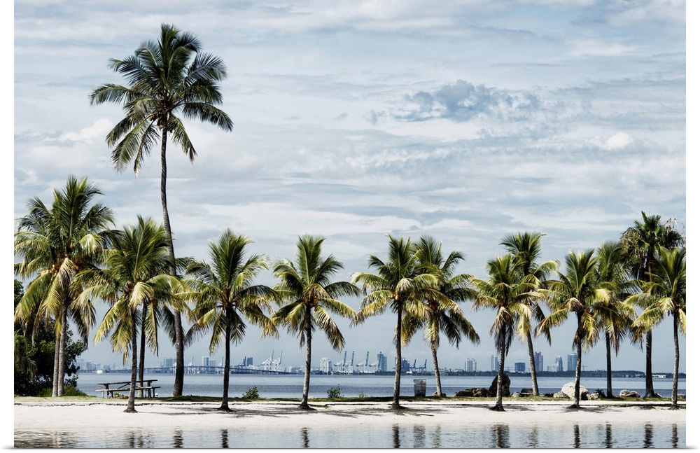 A row of palm trees on the tropical beach in Miami.