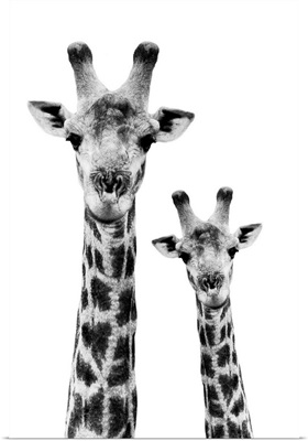Portrait of Giraffe and Baby White Edition IV
