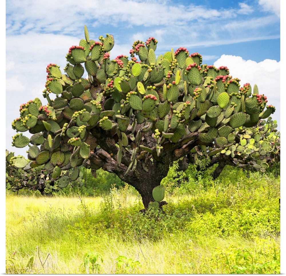 Square photograph of a large prickly pear cactus with blue skies. From the Viva Mexico Square Collection.