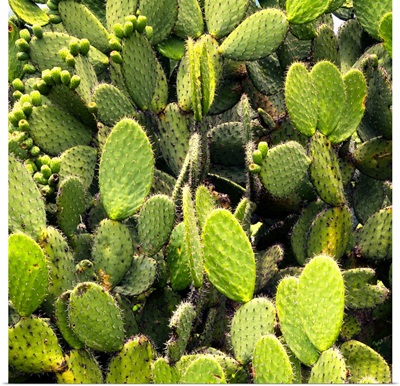Prickly Pear Cactus V