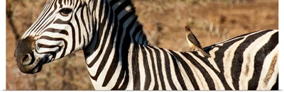 Redbilled Oxpecker on Burchell's Zebra V