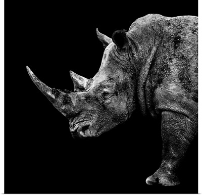 Rhino Black Edition II