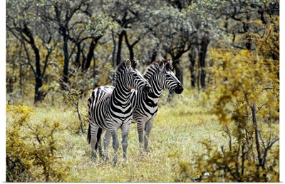 Two Burchell's Zebra