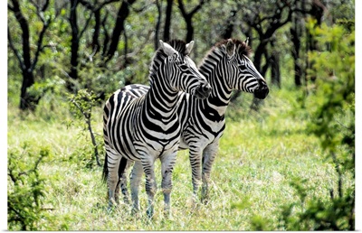 Two Burchell's Zebra I
